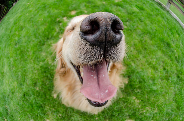 Wide view picture of a dog.